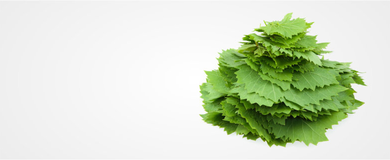 Vine Leaves